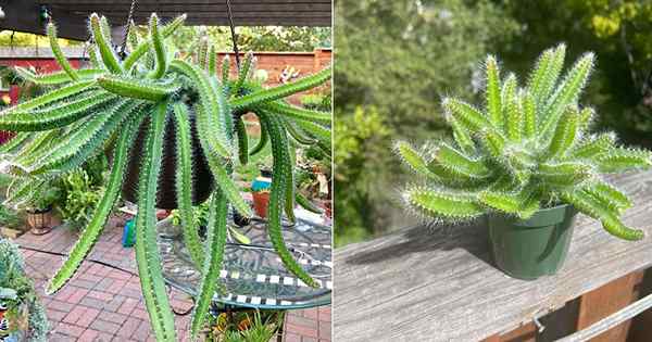 Hundeschwanz Cactus Care | Anbau von Strophocactus testudo