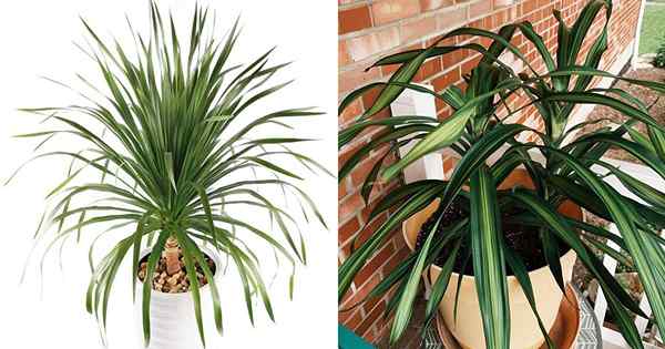 Dracaena Angustifolia Pflege und wachsende Informationen