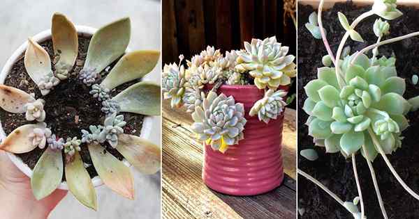 Echeveria Prolifica Penjagaan dan Tips Berkembang