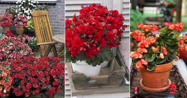 Elatior Begonia Care and Growing Guide