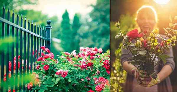 Bittersalz für Rosen für mehr Blumen