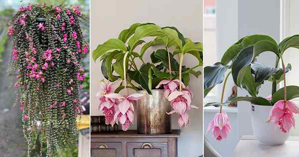 Alles über Medinilla Plant Care | Beste Medinilla -Sorten