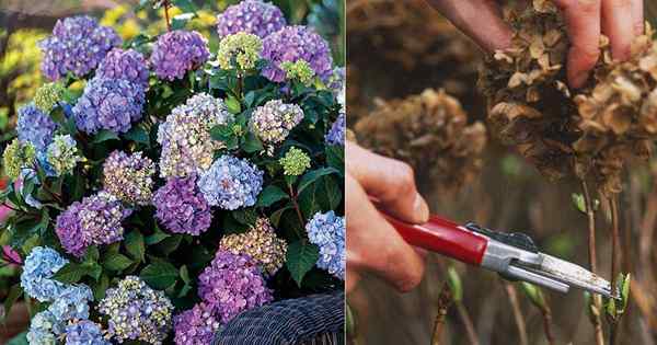 Todo sobre la poda de hortensias