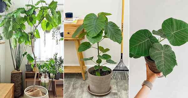 Ficus Umbellata Care | Rosnące figę parasolową