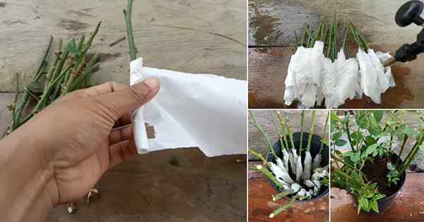 Cultivar rosas a partir de estacas com este hack de papel higiênico