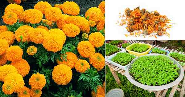 Tumbuh Tanaman Marigold Tanpa Had dari Kelopak sahaja | Penyebaran Marigold Mudah