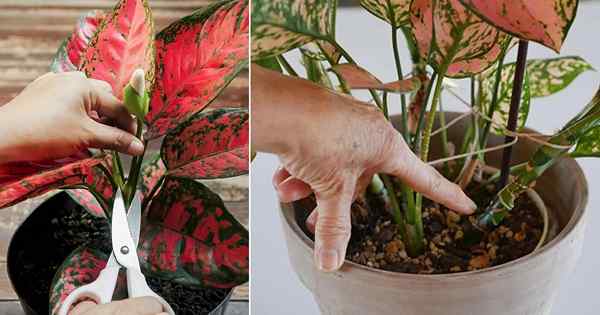 Cultivo aglaonema de estacas e galhos de tronco