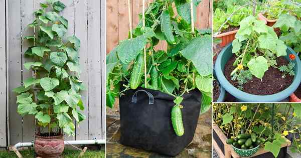 Cucumbers en croissance dans les pots | Comment cultiver des concombres dans le conteneur