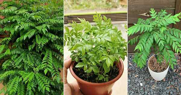 Roślina rośliny curry | Jak wyhodować drzewo curry