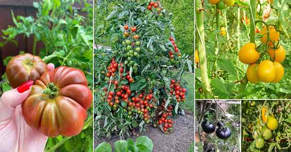 Tomates héritage en croissance dans des pots | 25 meilleures plantes de tomates patrimoniales