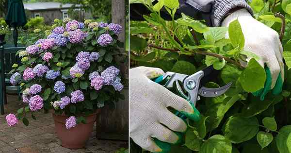 Hotranias em crescimento a partir de estacas | Como propagar as hortênsias