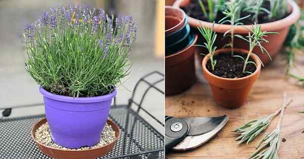 Menumbuhkan lavender dari stek | Menyebarkan lavender