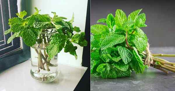 Cultivar menta en el agua | Cómo cultivar menta en el interior