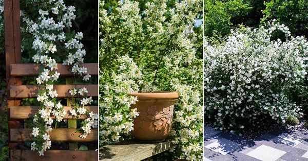 Rosnące Philadelphus Lewisii | Lewis's Mocka Orange Care