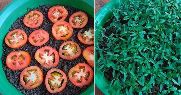 Tomato tumbuh dari kepingan tomato