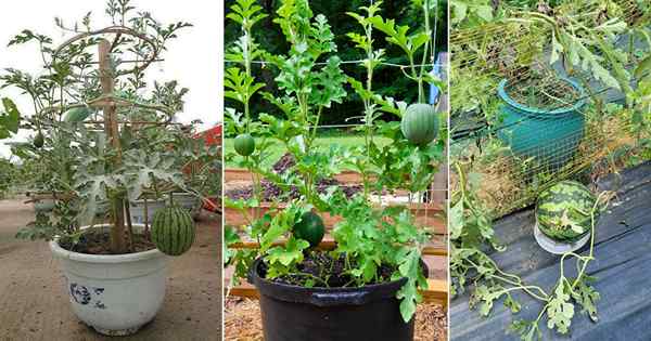 Wachsende Wassermelone in Behältern | Wie man Wassermelone in einem Topf vertikal anzieht