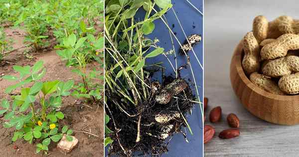 ¿Cómo crecen los maní? Guía de cultivo de maní