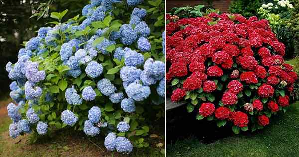 So wechseln Sie Hortensie in die gewünschte Farbe