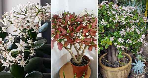 Cómo hacer que florezca una planta de jade | Consejos sobre plantas de jade en flor