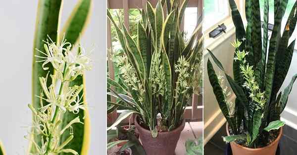 Comment faire fleurir une plante de serpent | Fleur de la plante de serpent