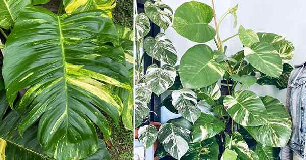 Como obter grandes folhas da planta de Pothos | 9 dicas para obter Pothos de folhas gigantes