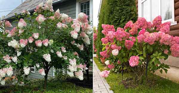 Cómo cultivar un árbol de hortensia