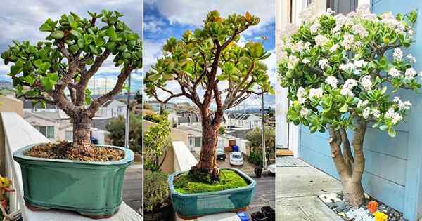 Cara menanam tumbuhan jed ke dalam pokok | Crassula Tree Bonsai