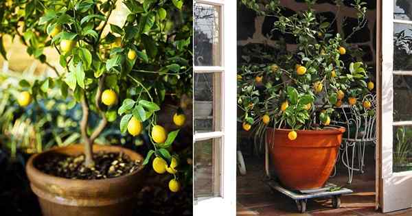 Comment faire pousser un citronnier en pot | Soins et cultiver le citronnier