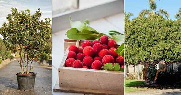 Cómo cultivar un árbol de fresa | Arbutus unedo cuidado