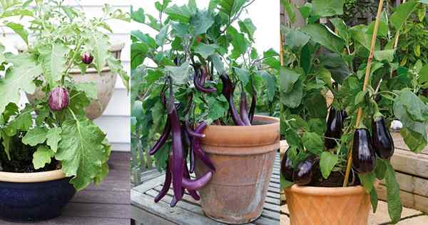 Comment faire pousser une aubergine dans un pot | Aubergine Care