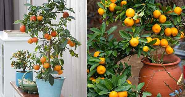Cara menumbuhkan pohon oranye dalam wadah | Pohon jeruk dalam pot