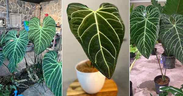 Comment grandir et prendre soin de la régale Anthurium