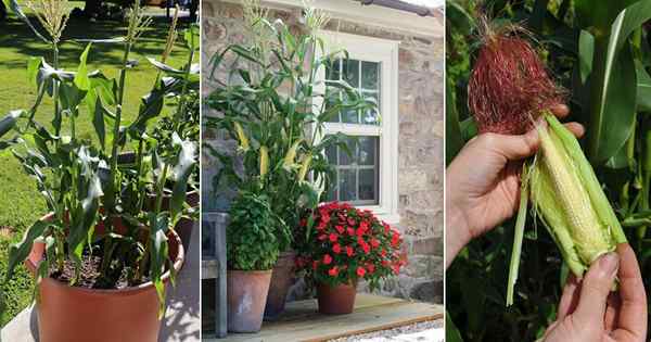 Comment faire pousser des cors pour bébés à la maison dans des pots