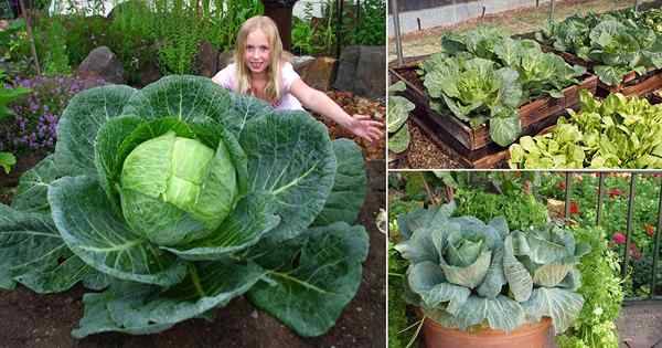 How To Grow Big & Gigantic Cabbage | Tips tumbuh kubis raksasa