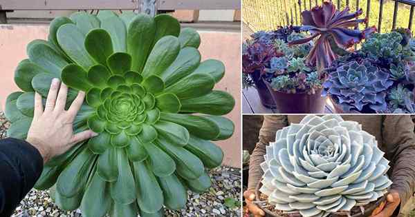 Cara Menumbuhkan Saiz Besar Succulents Lebih Cepat (8 petua yang luar biasa)