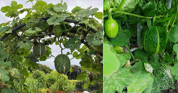 Cómo cultivar calacayote calabaza | Cuidado de la calabaza de la hoja de higuera