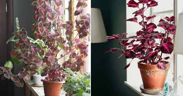 Como cultivar Coleus como planta de casa | Crescendo Coleus dentro de casa