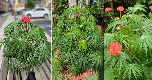 Cómo cultivar la planta de coral | Jatropha Multifida Care