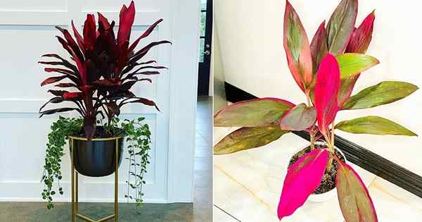 Comment cultiver une plante à Cordyline à l'intérieur | TI CARE PLANT