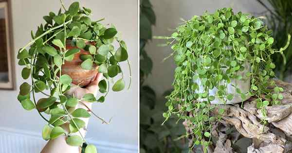 Comment cultiver les dischidia geri dans les pots