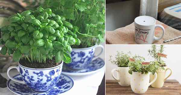 Comment faire pousser des herbes dans les tasses à thé et les tasses à café