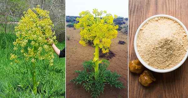 Jak wyhodować roślinę zawiasową | Uprawa Asafoetida