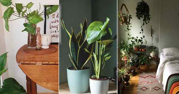 Como cultivar plantas domésticas em uma sala com zero luz (plantas sem janelas)