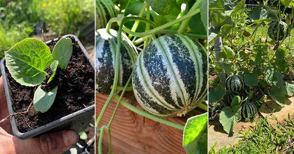 Cara menanam melon kajar di pot dan kebun
