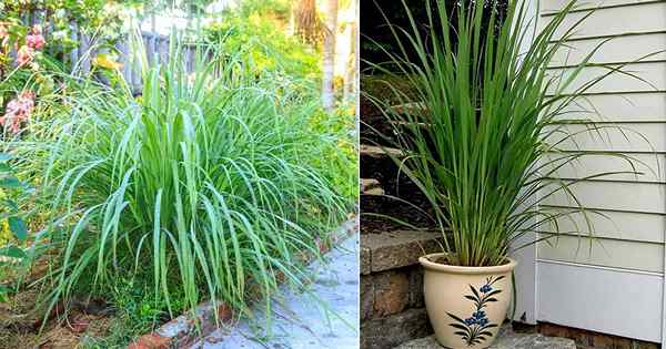 Cara menanam serai dalam pot | Perawatan Tanaman Lemongrass