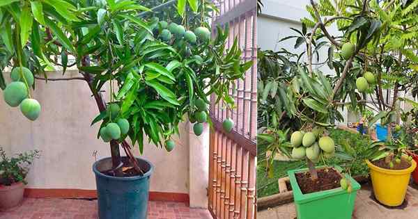 Comment faire pousser le mangue dans un pot | Care à mangues