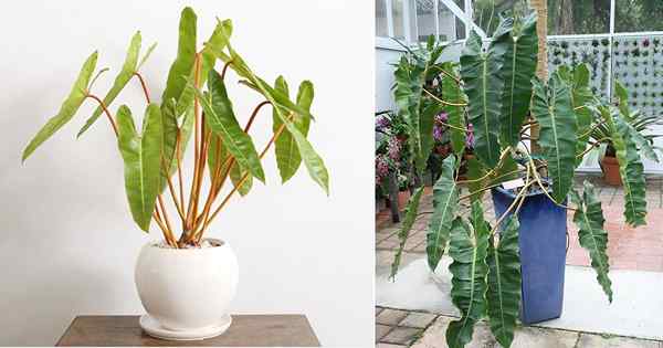 Cómo cultivar filodendro billietiae | Philodendron billietiae cuidado