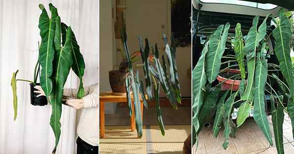 Como cultivar Philodendron Spiritus Sancti | Cuidado com Philodendron Spiritus