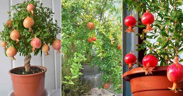 Cómo cultivar granatina en una olla y contenedor | Cuidado de árboles de granada