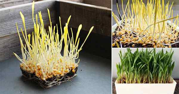 Wie man Popcorn -Microgreens zu Hause für Salat anbaut